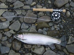 steelhead1