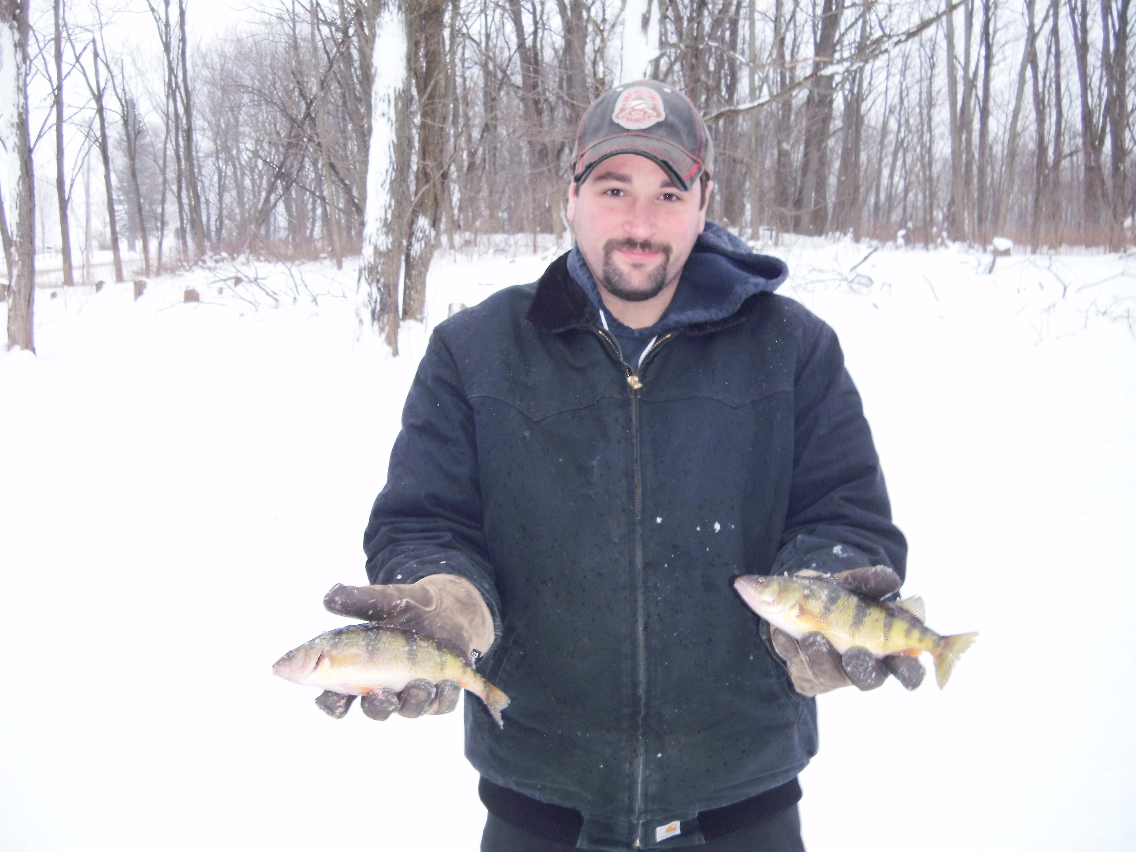 2 Nice Perch caught Ice Fishing on Henderson Harbor