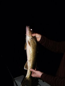 Sandy Pond New York has some nice walleyes. 