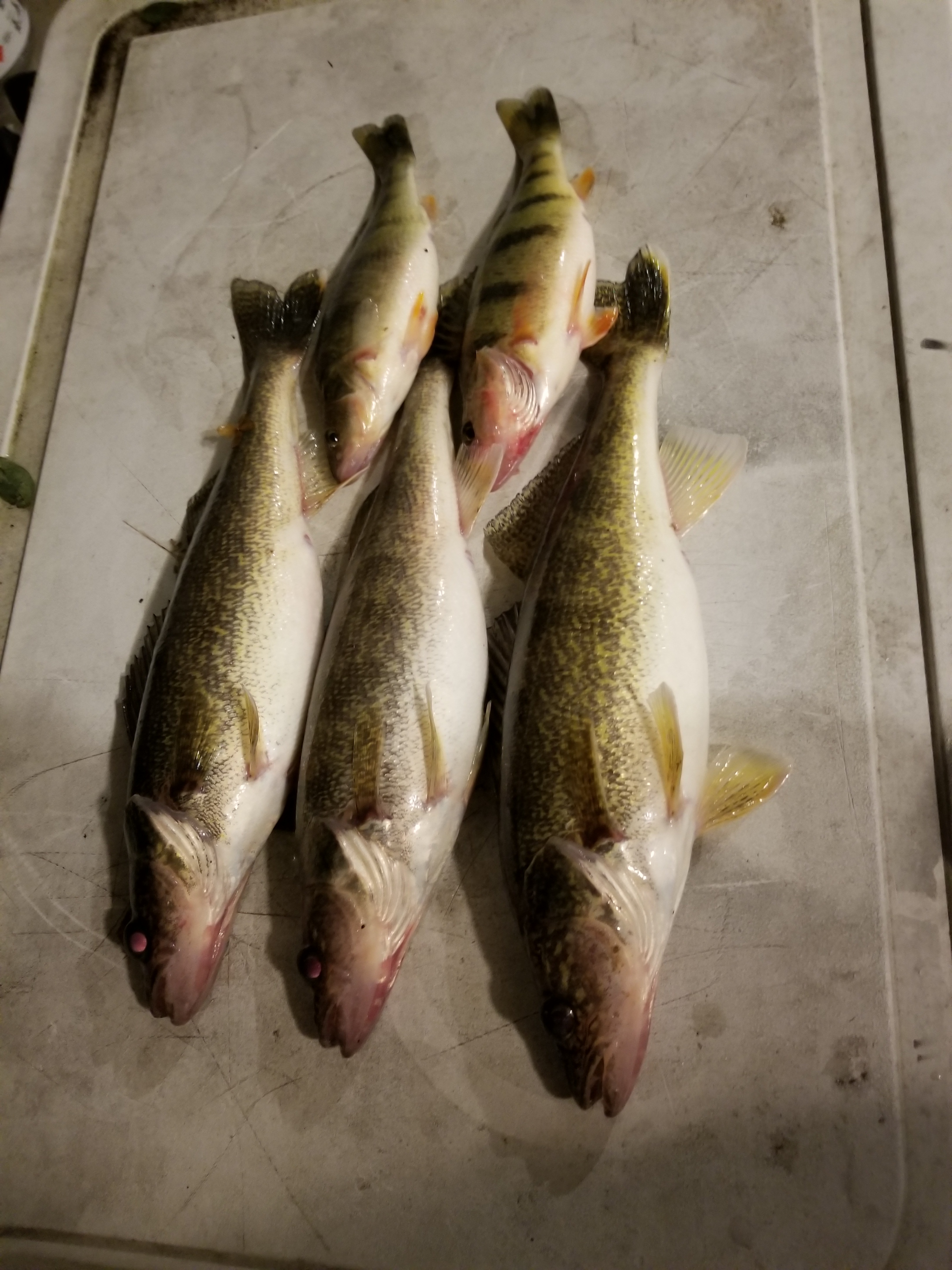 Oneida Lake Walleye